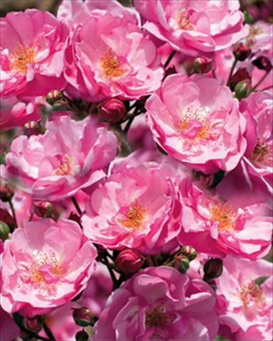 Foto de variedad de flores para ser usadas como: Planta de temporada / borde del macizo Rosa paesaggistica Louis Bleriot