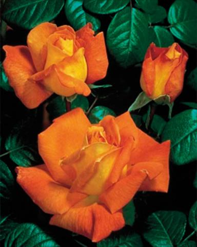 Foto de variedad de flores para ser usadas como: Planta de temporada / borde del macizo Rosa rampicante GP Louis de Funes