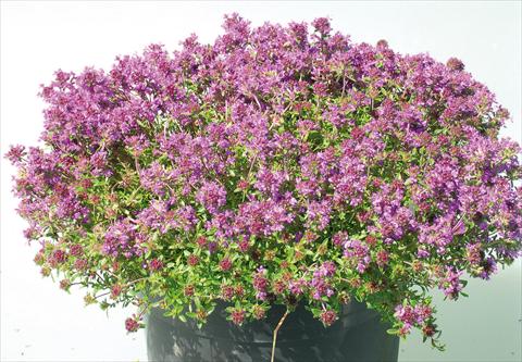 Foto de variedad de flores para ser usadas como: Maceta y planta de temporada Thymus Creeping Red