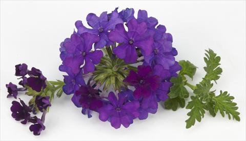 Foto de variedad de flores para ser usadas como: Maceta, patio, Tarrina de colgar Verbena Benissima® Blue