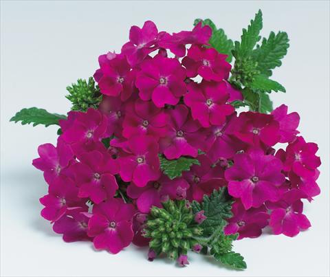 Foto de variedad de flores para ser usadas como: Maceta, patio, Tarrina de colgar Verbena hybrida RED FOX Empress Purple