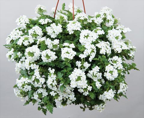 Foto de variedad de flores para ser usadas como: Maceta, patio, Tarrina de colgar Verbena Veralena™ Wedding White bianco