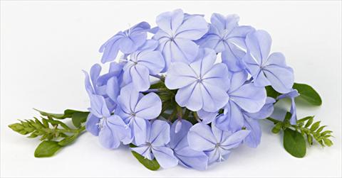 Foto de variedad de flores para ser usadas como: Planta de temporada / borde del macizo Plumbago auriculata Blue