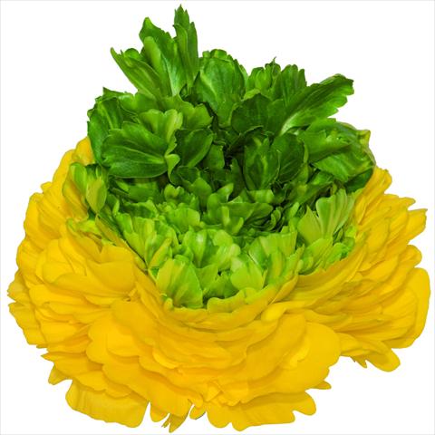 Foto de variedad de flores para ser usadas como: Flor cortada Ranunculus asiaticus Success® Lemon