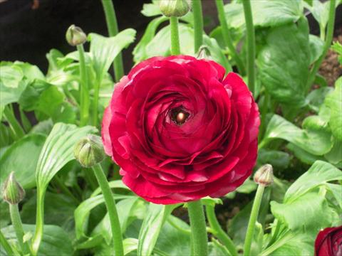 photo of flower to be used as: Cutflower Ranunculus asiaticus Success® Milonga