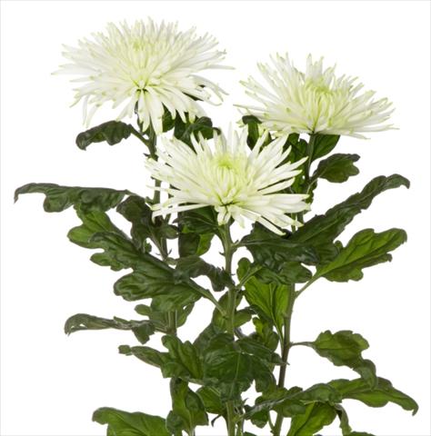 Foto de variedad de flores para ser usadas como: Flor cortada Chrysanthemum Anastasia Star Mint