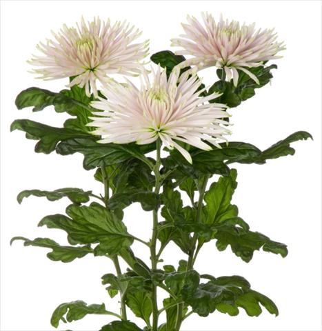Foto de variedad de flores para ser usadas como: Flor cortada Chrysanthemum Anastasia Star Pink