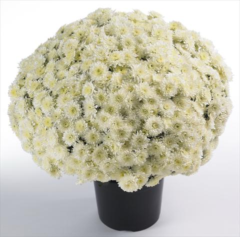 Foto de variedad de flores para ser usadas como: Maceta y planta de temporada Chrysanthemum Avalon Cream White