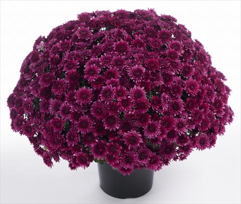 Foto de variedad de flores para ser usadas como: Maceta y planta de temporada Chrysanthemum Avalon Purple