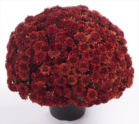 Foto de variedad de flores para ser usadas como: Maceta y planta de temporada Chrysanthemum Avalon Red