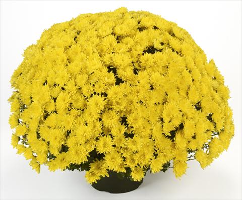 Foto de variedad de flores para ser usadas como: Maceta y planta de temporada Chrysanthemum Avalon Yellow