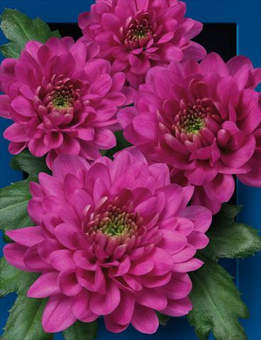 Foto de variedad de flores para ser usadas como: Flor cortada Chrysanthemum Exopolis