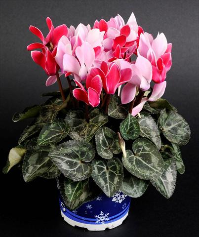 Foto de variedad de flores para ser usadas como: Tarrina de colgar / Maceta Cyclamen persicum Mino Twin Scarlet Bicolor