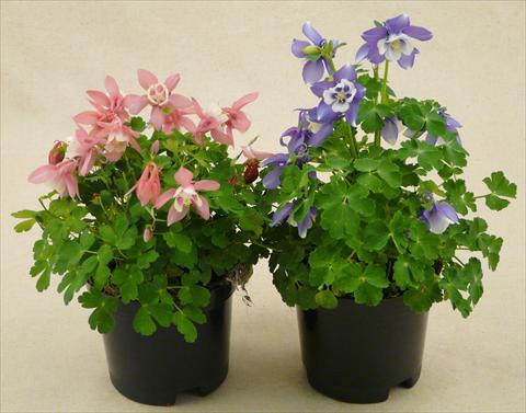 Foto de variedad de flores para ser usadas como: Maceta y planta de temporada Aquilegia caerulea Spring Magic Mix