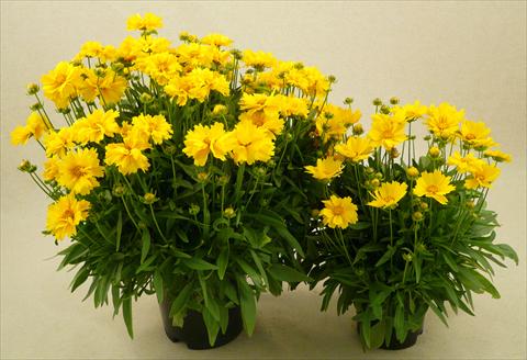 Foto de variedad de flores para ser usadas como: Maceta y planta de temporada Coreopsis grandiflora Illico