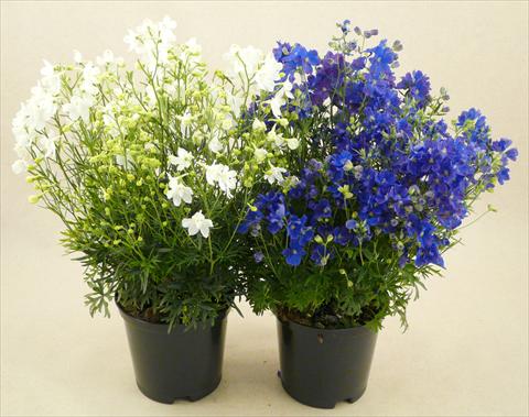 Foto de variedad de flores para ser usadas como: Maceta y planta de temporada Delphinium grandiflorum Delfix Mix