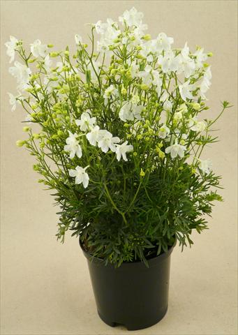 Foto de variedad de flores para ser usadas como: Maceta y planta de temporada Delphinium grandiflorum Delfix White
