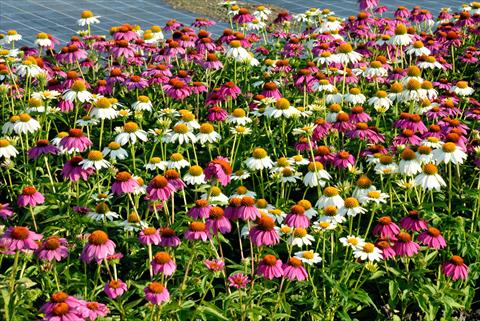 Foto de variedad de flores para ser usadas como: Planta de temporada / borde del macizo Echinacea purpurea Poe How