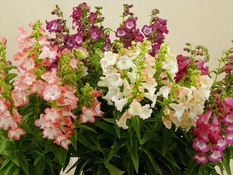 Foto de variedad de flores para ser usadas como: Maceta y planta de temporada Penstemon hartwegii Phoenix Mix
