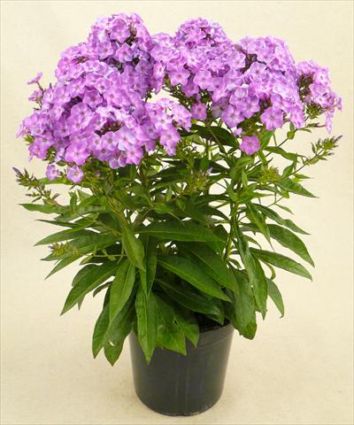 Foto de variedad de flores para ser usadas como: Maceta y planta de temporada Phlox Junior Dance
