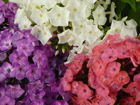 Foto de variedad de flores para ser usadas como: Maceta y planta de temporada Phlox Junior Mix