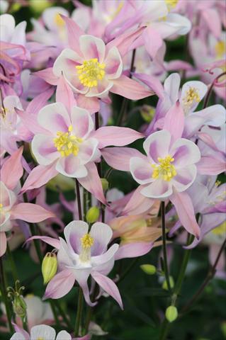 Foto de variedad de flores para ser usadas como: Maceta y planta de temporada Aquilegia caerulea Winky Pink