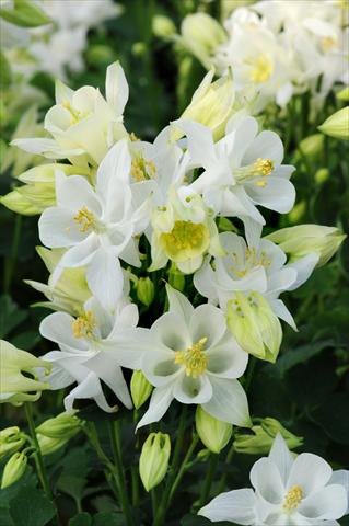 Foto de variedad de flores para ser usadas como: Maceta y planta de temporada Aquilegia caerulea Winky White