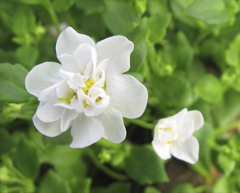Foto de variedad de flores para ser usadas como: Maceta, patio, Tarrina de colgar Bacopa (Sutera cordata) Secrets XL Double White