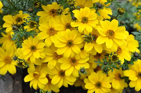 Foto de variedad de flores para ser usadas como: Maceta, planta de temporada, patio Bidens ferulifolia Bee Yellow Crown