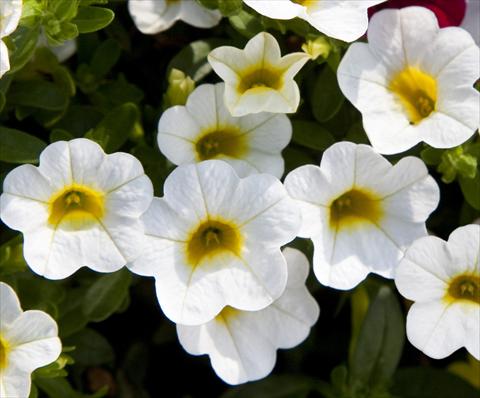 Foto de variedad de flores para ser usadas como: Maceta, planta de temporada, patio Calibrachoa Celebration Capri White