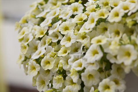 Foto de variedad de flores para ser usadas como: Maceta, planta de temporada, patio Calibrachoa Celebration Lemon Ice