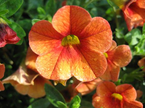 Foto de variedad de flores para ser usadas como: Maceta, planta de temporada, patio Calibrachoa Celebration Mandarin