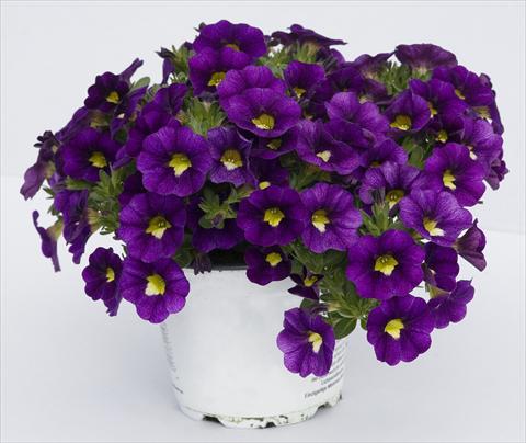 Foto de variedad de flores para ser usadas como: Maceta, planta de temporada, patio Calibrachoa Celebration Velvet Blue