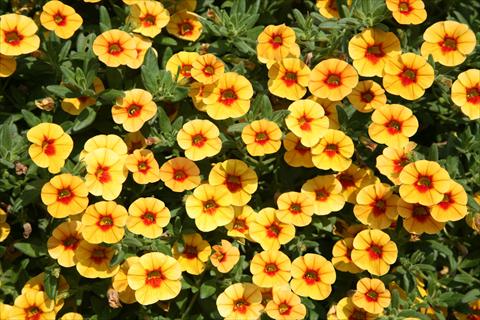 Foto de variedad de flores para ser usadas como: Maceta, planta de temporada, patio Calibrachoa Dream Kisses Tiger Eye