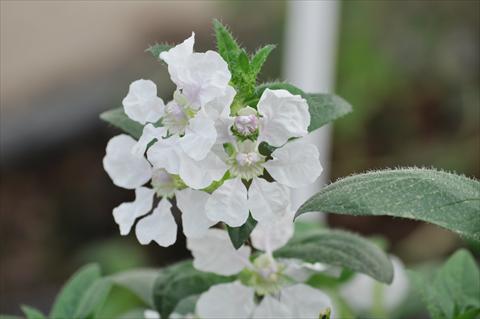 Foto de variedad de flores para ser usadas como: Maceta Cuphea ilavea Trend Blush White