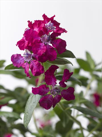 Foto de variedad de flores para ser usadas como: Maceta Cuphea ilavea Trend Bordeaux