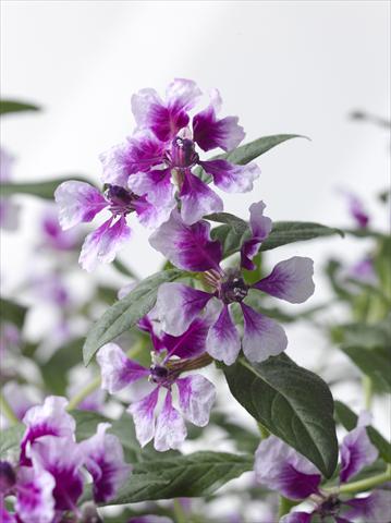 Foto de variedad de flores para ser usadas como: Maceta Cuphea ilavea Trend Lavender