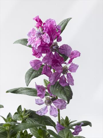 Foto de variedad de flores para ser usadas como: Maceta Cuphea ilavea Trend Purple