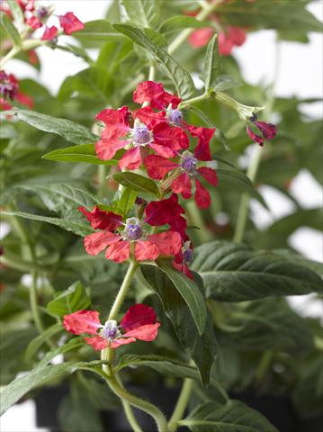 Foto de variedad de flores para ser usadas como: Maceta Cuphea ilavea Trend Red