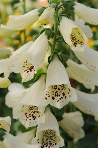 Foto de variedad de flores para ser usadas como: Planta de temporada / borde del macizo Digitalis purpurea Dalmatian Cream