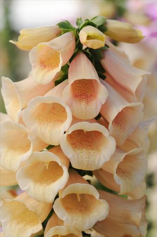 Foto de variedad de flores para ser usadas como: Planta de temporada / borde del macizo Digitalis purpurea Dalmatian Peach