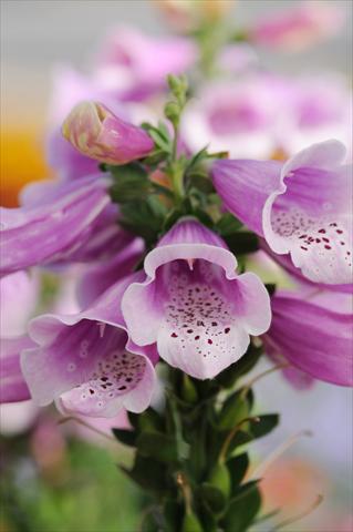Foto de variedad de flores para ser usadas como: Planta de temporada / borde del macizo Digitalis purpurea Dalmatian Rose