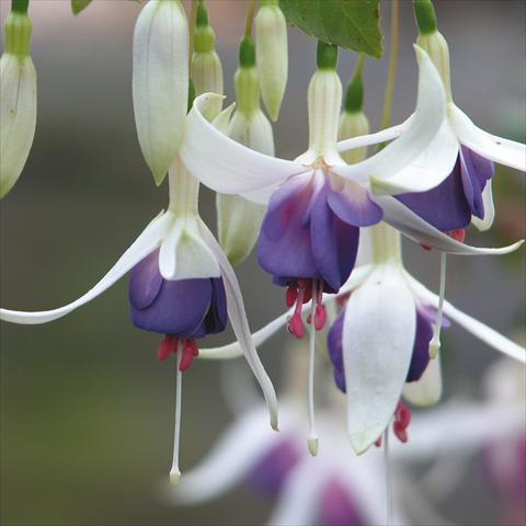 Foto de variedad de flores para ser usadas como: Maceta Fuchsia Delta