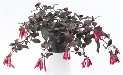 Foto de variedad de flores para ser usadas como: Maceta Fuchsia Eruption