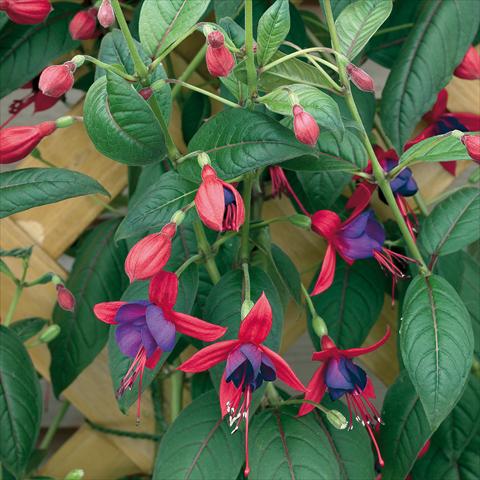 Foto de variedad de flores para ser usadas como: Maceta Fuchsia Lady Boothby