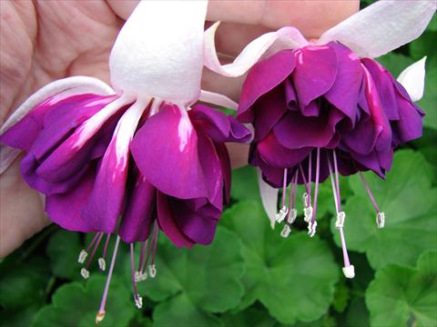 Foto de variedad de flores para ser usadas como: Maceta Fuchsia Marbeller Heri Mochara