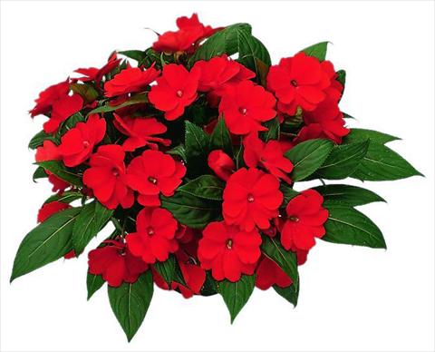 Foto de variedad de flores para ser usadas como: Maceta, planta de temporada, patio Impatiens N. Guinea Paradise Timor
