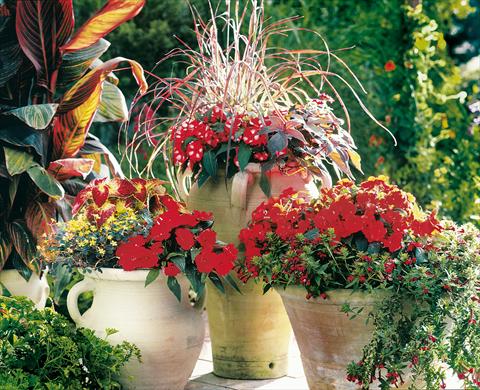 Foto de variedad de flores para ser usadas como: Maceta, planta de temporada, patio Impatiens N. Guinea Paradise Woya
