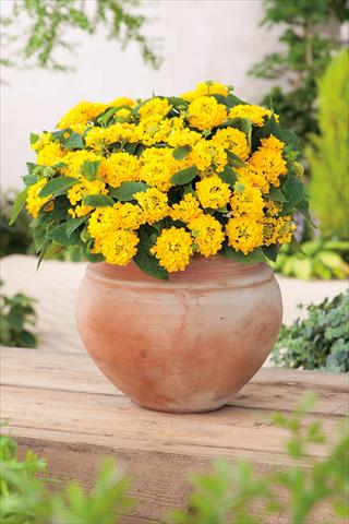 Foto de variedad de flores para ser usadas como: Maceta o Tarrina de colgar Lantana camara Evita® Compact Yellow