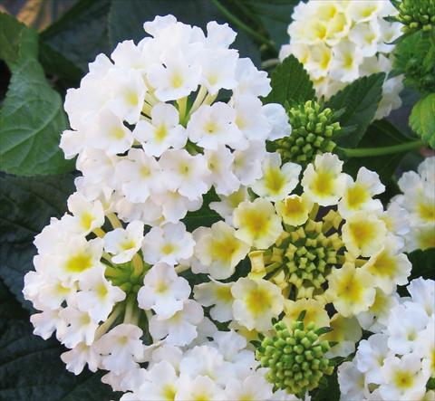 Foto de variedad de flores para ser usadas como: Maceta o Tarrina de colgar Lantana camara Evita® White